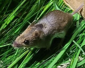 NvdD 2025 Diepenbeek